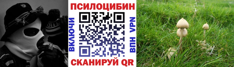 наркота  Адыгейск  Галлюциногенные грибы Psilocybine cubensis 